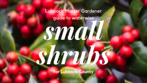 small shrub guide promo